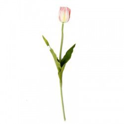 Hoa Tulip hồng